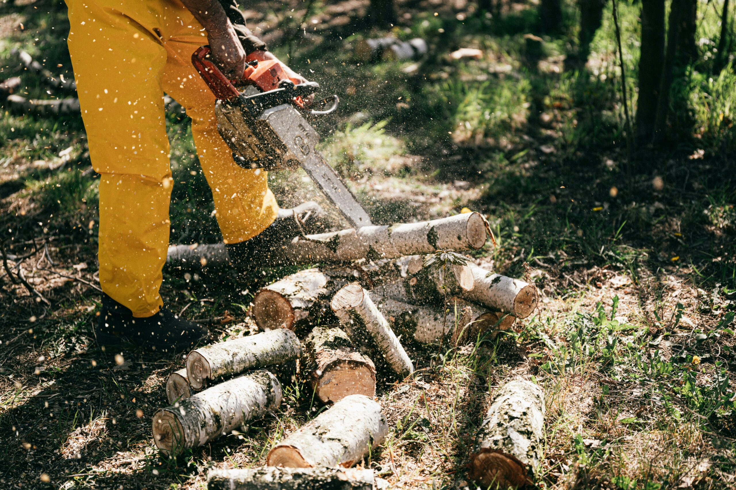 Un bûcheron en pantalon jaune utilisant une tronçonneuse pour couper des troncs d'arbre en morceaux dans une forêt, avec des copeaux de bois volant autour.
