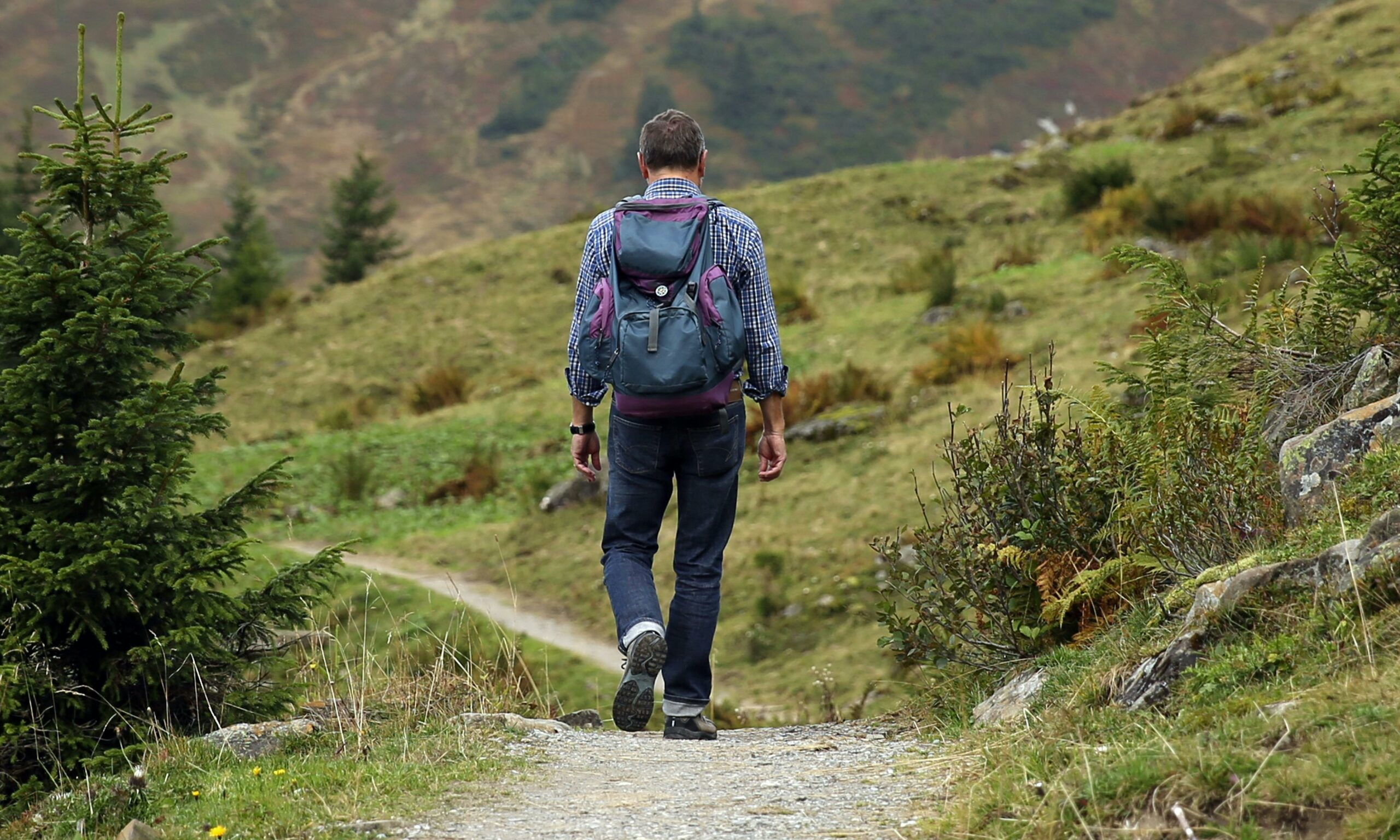 Un randonneur portant un sac à dos bleu et violet marche sur un sentier de montagne verdoyant, entouré de petits sapins et d'arbustes.